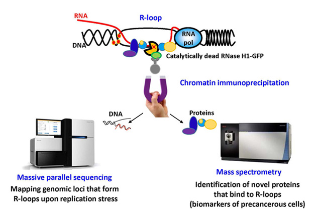 Figure 1: Study of role of R-loops in onset of genomic instability